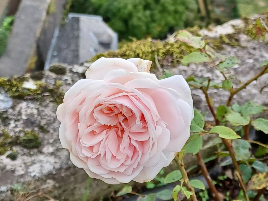 Vanilla Twist роза