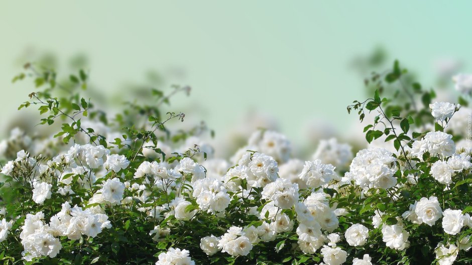 Роза белая кустарник