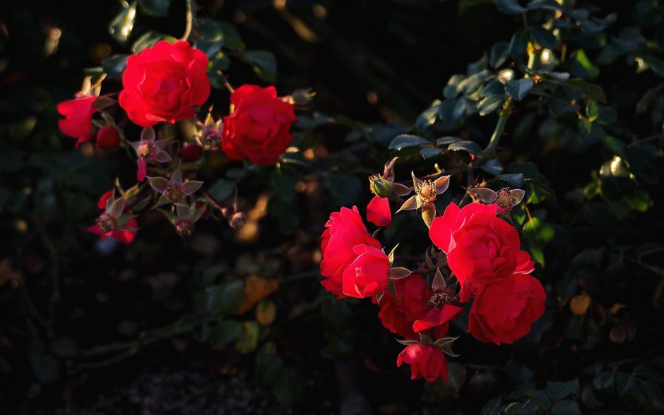 Роза кустарниковая красная