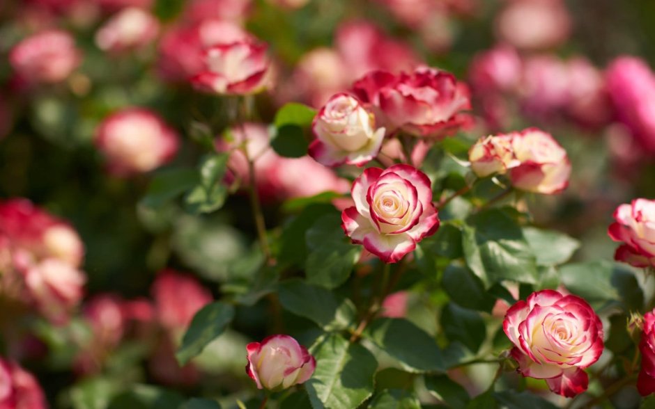Роза кустарниковая розовая