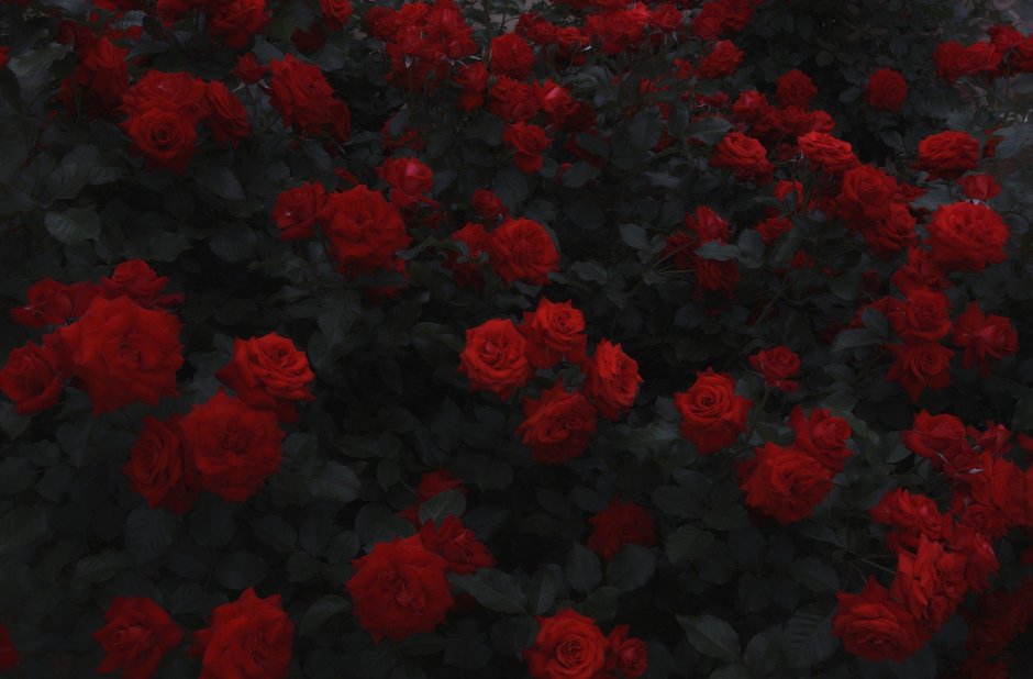 Куст розы