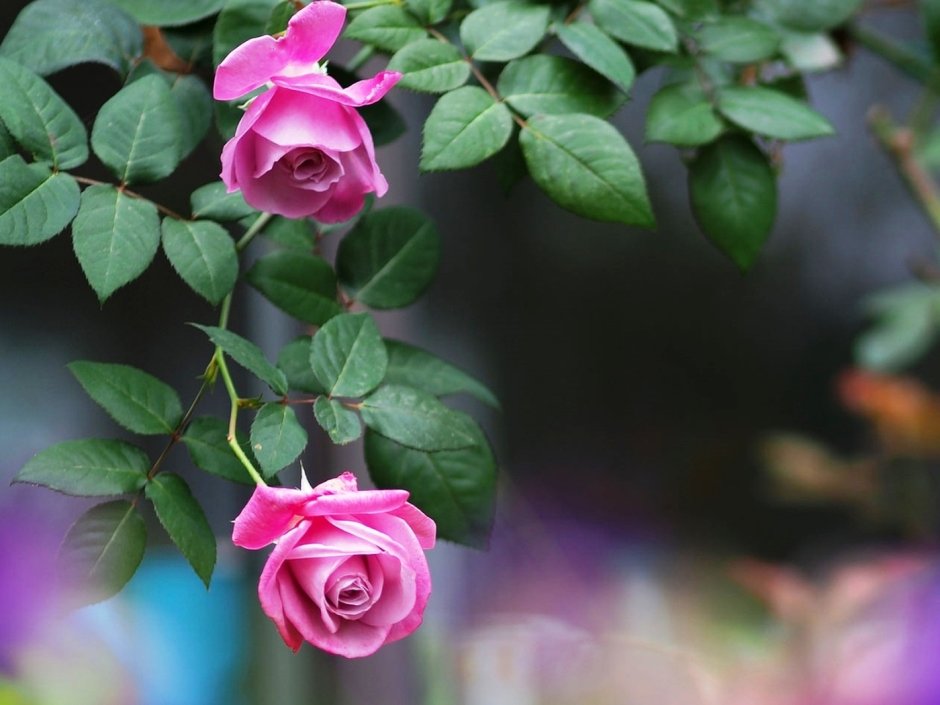 Розовые розы в саду