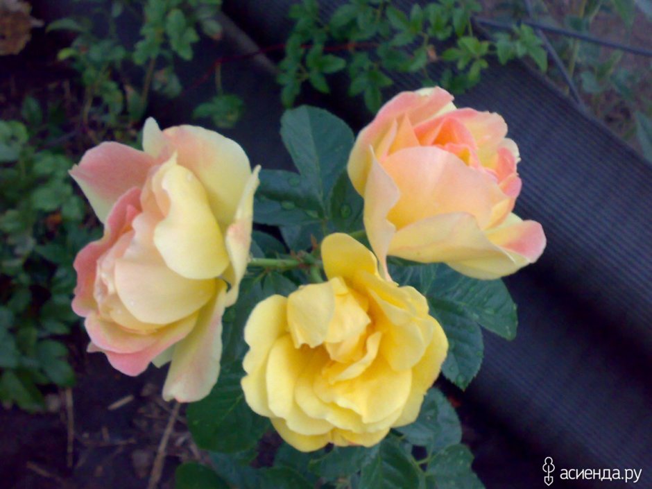 Роза плетистая желтая Дукат