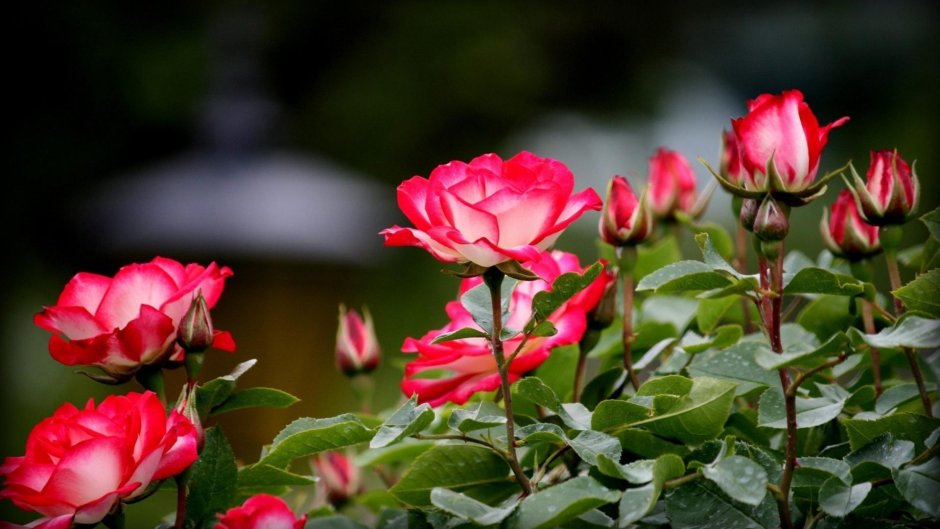 Роза парково-кустовая (Rosa vulcanica) c7