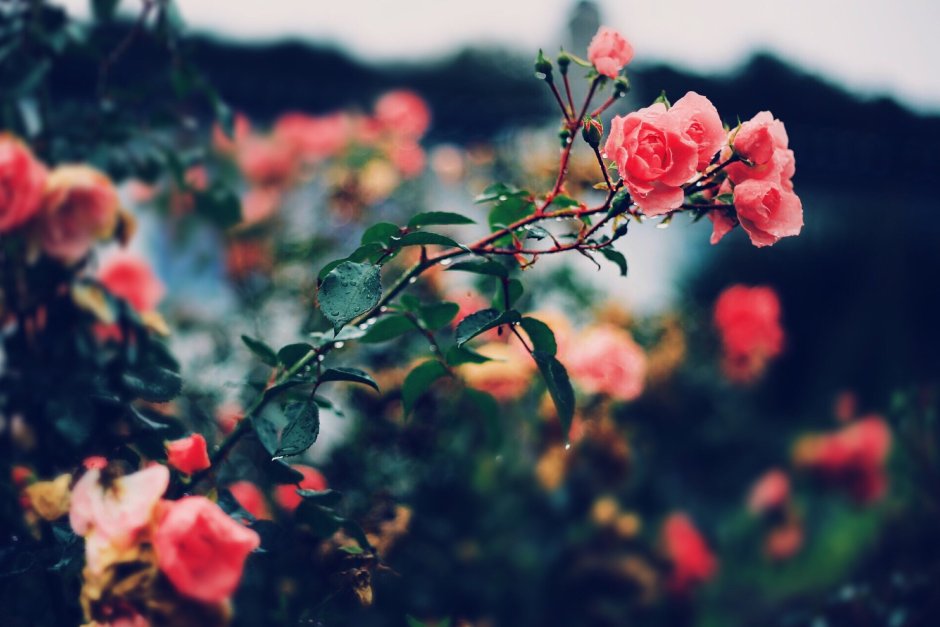 Красивые кусты роз