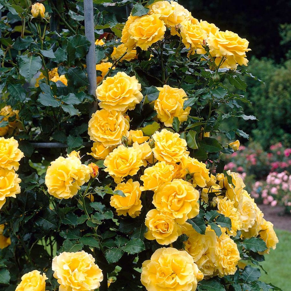 Роза плетистая ярко-желтая "волшебница"