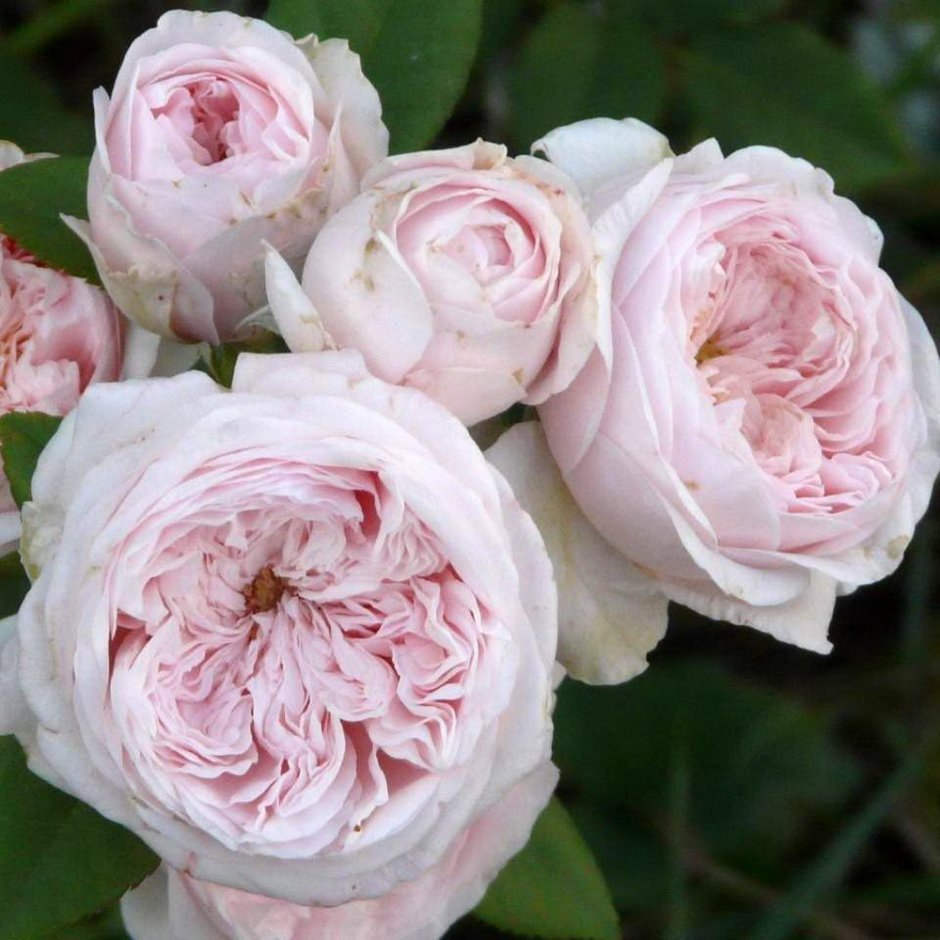 Клер Роуз Claire Rose роза