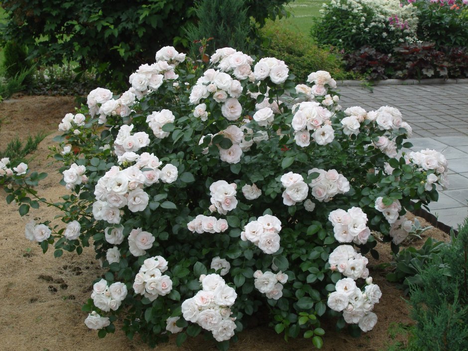 Роза Aspirin-Rose (почвопокровная)