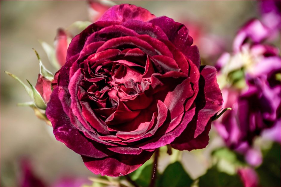 Роза чайно-гибридная 'Bordeaux', бордо