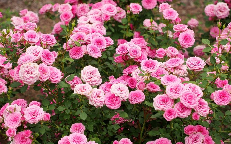Роза плетистая мелкоцветковая розовая