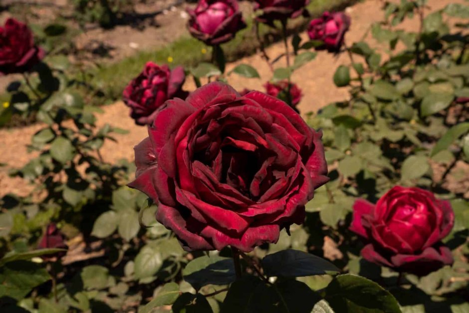Роза чайно-гибридная Оклахома