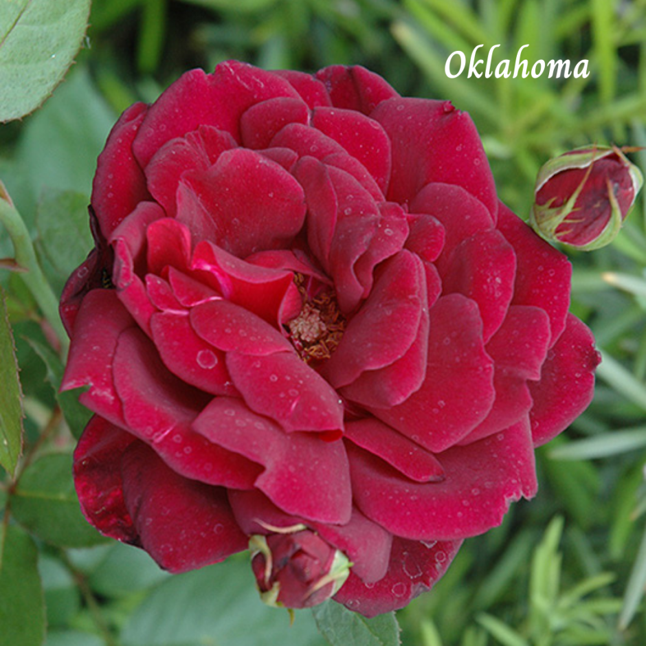 Роза сорт Оклахома