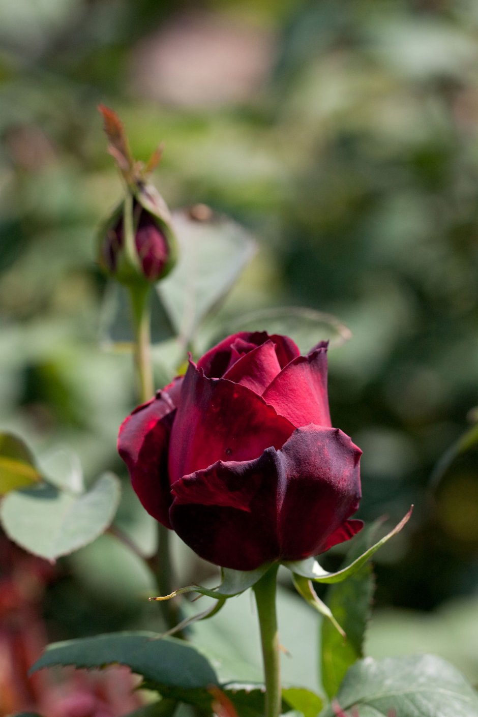 Роза Оклахома чайно гибридная роза