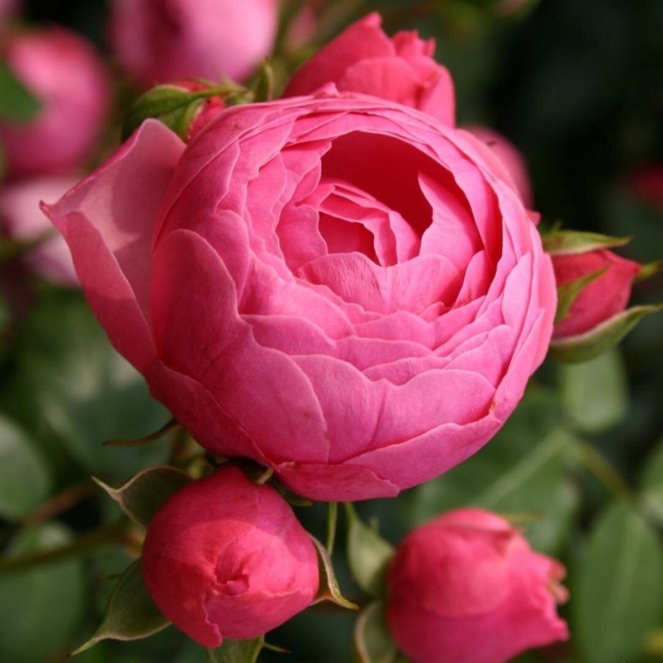 Роза Помпонелла розовая