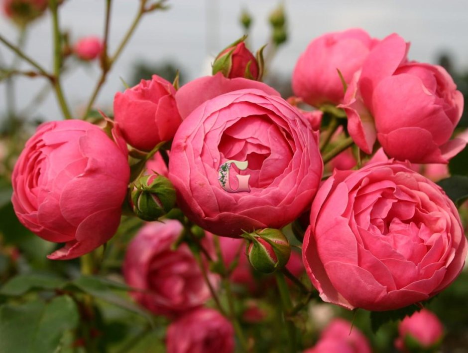 Роза флорибунда Помпонелла