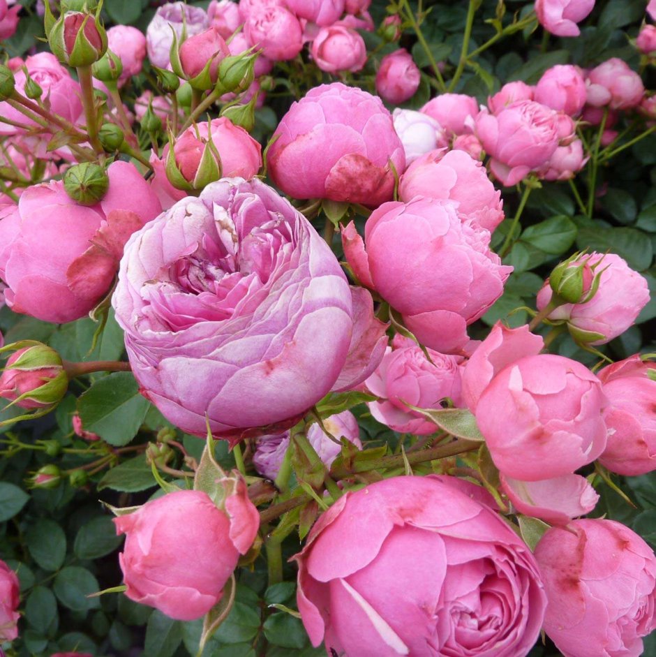 Роза флорибунда Pomponella (Помпонелла)