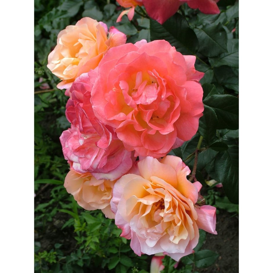 Роза Сунита флорибунда