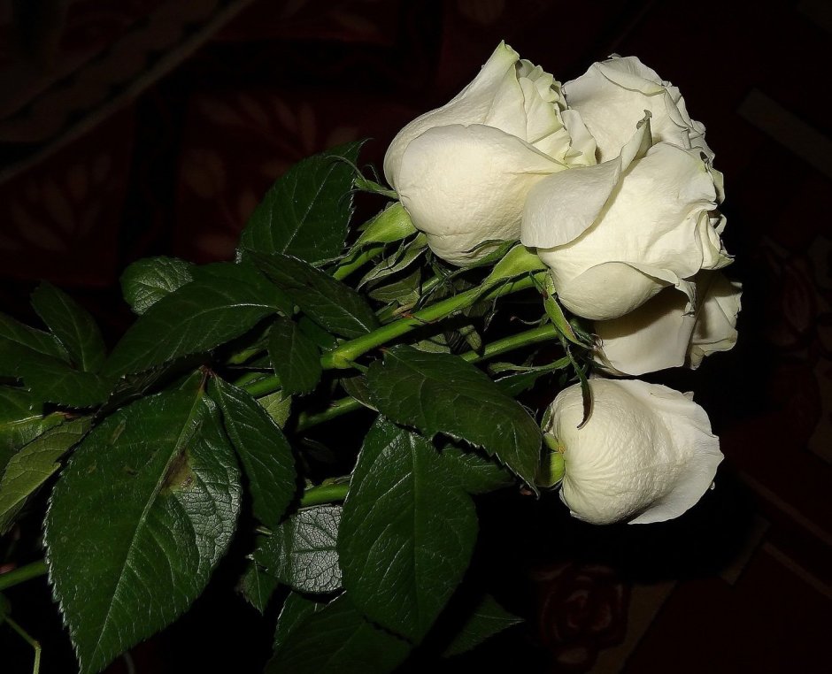 Белая роза вечером