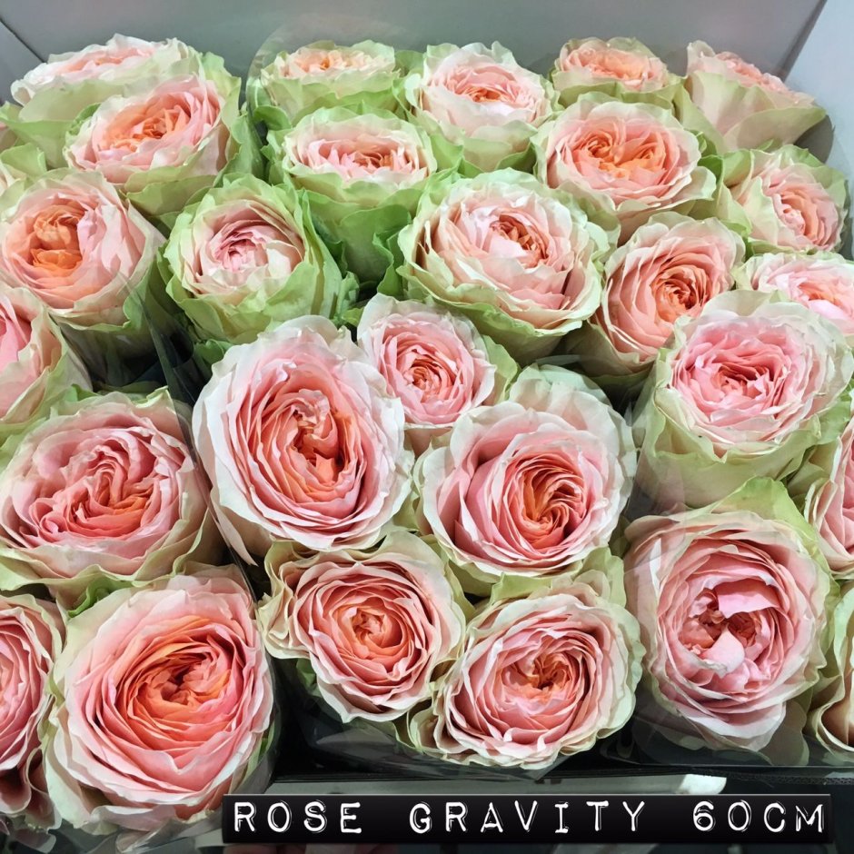 Роза Гравити (Gravity)