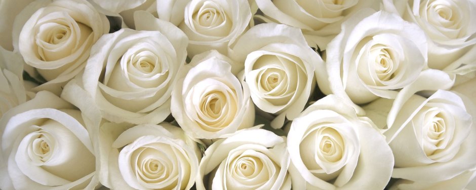 Белые розы картинки красивые