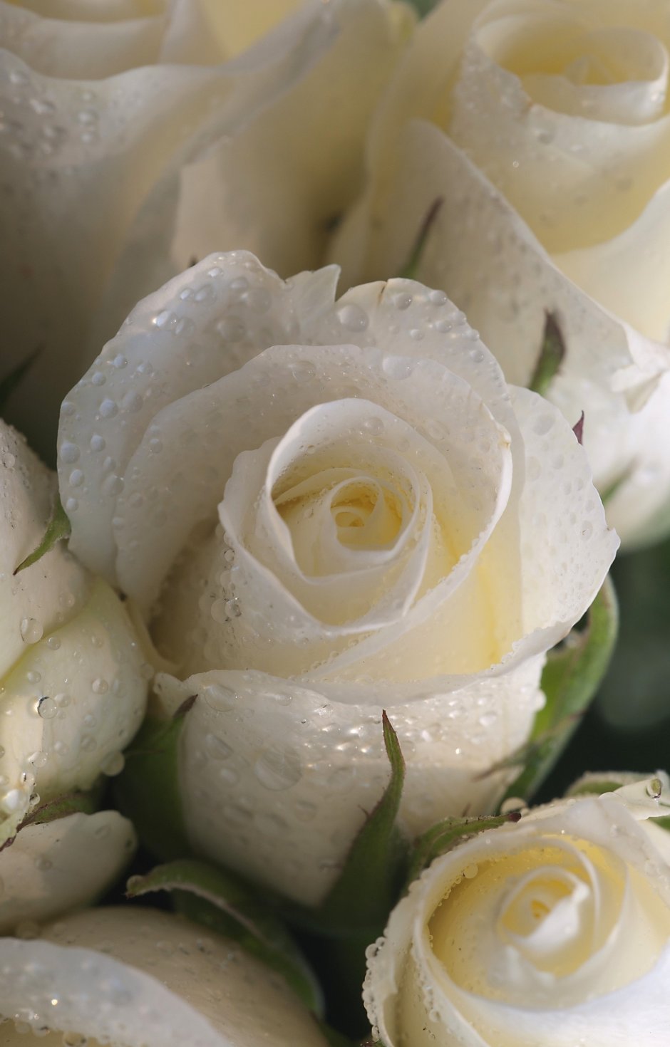 Букет белых мокрый роз