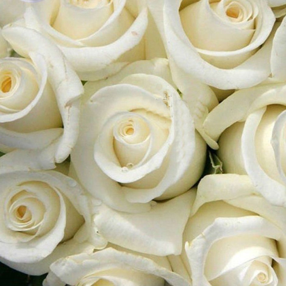 Поле белых роз