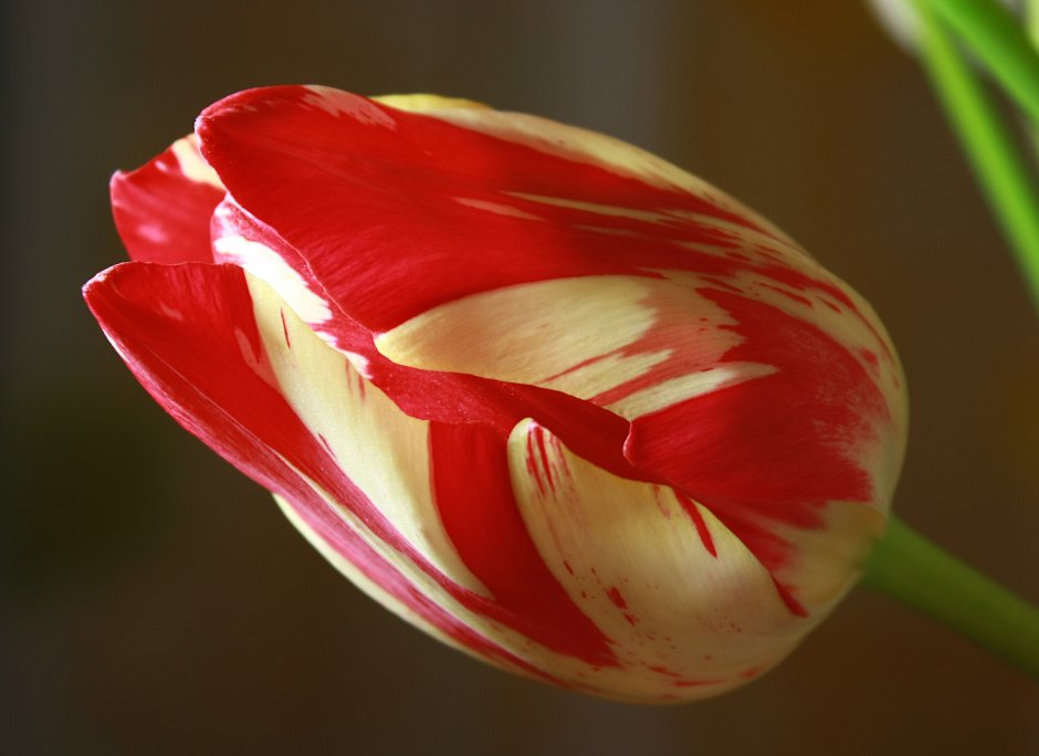Попугайный тюльпан раскрытый
