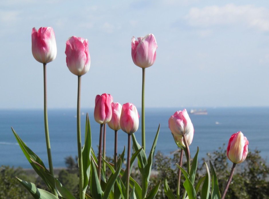 Тюльпаны на фоне моря
