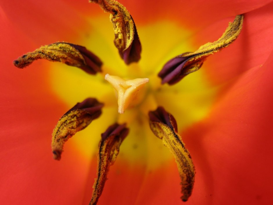 Тюльпан цветок тычинка пестик