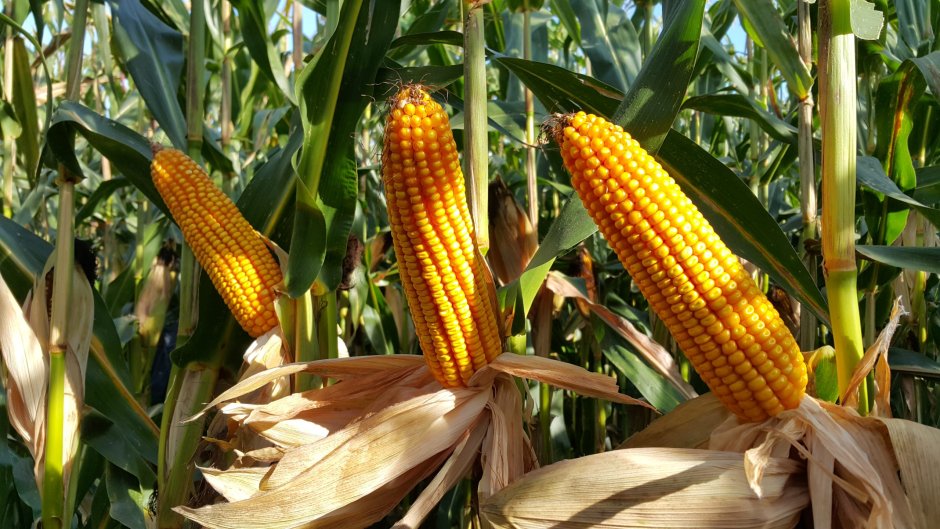 Украинская кукуруза
