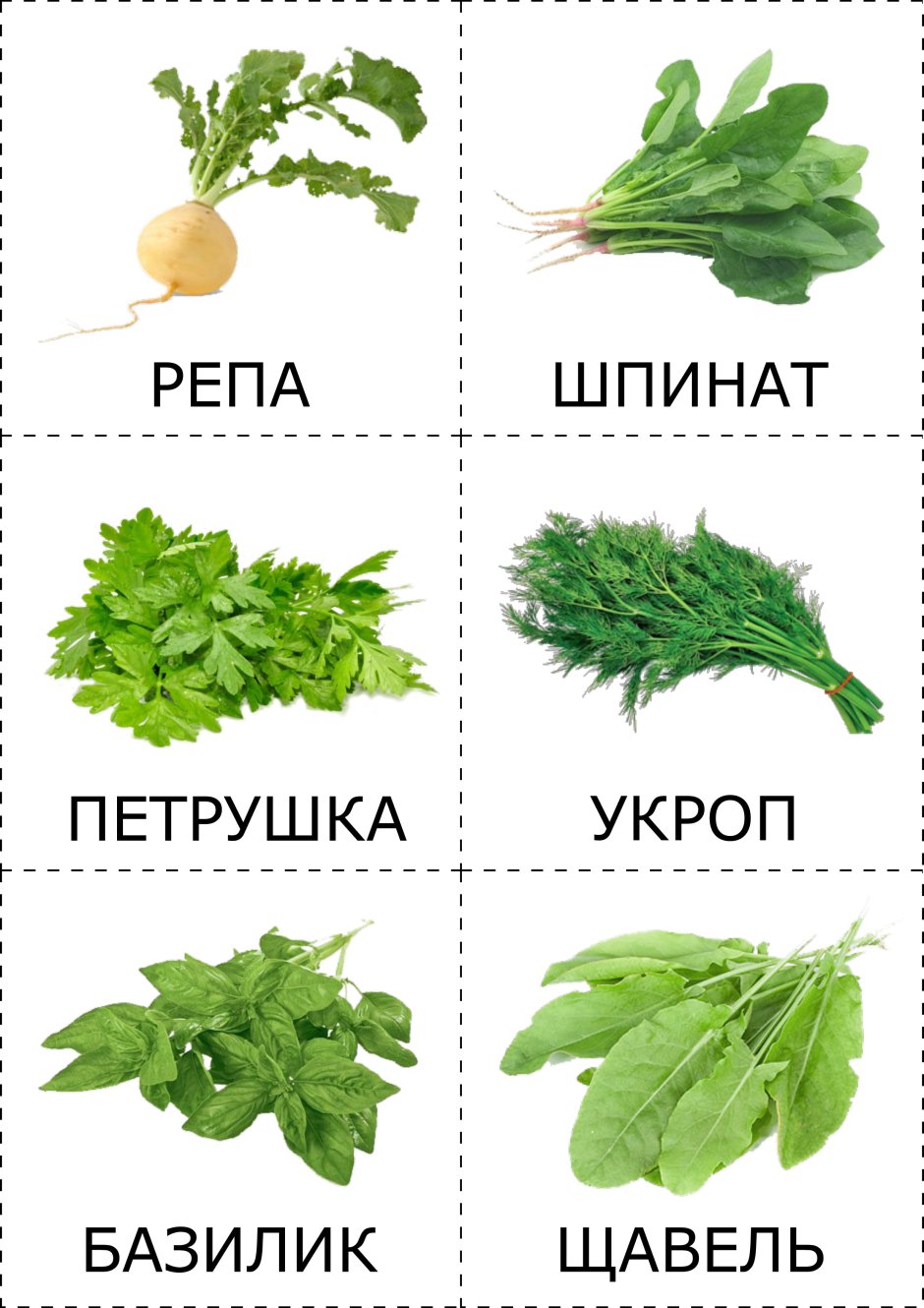 Карточки овощи зелень