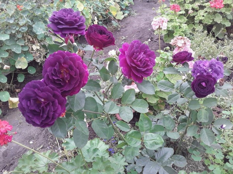 Purple Eden роза Барни