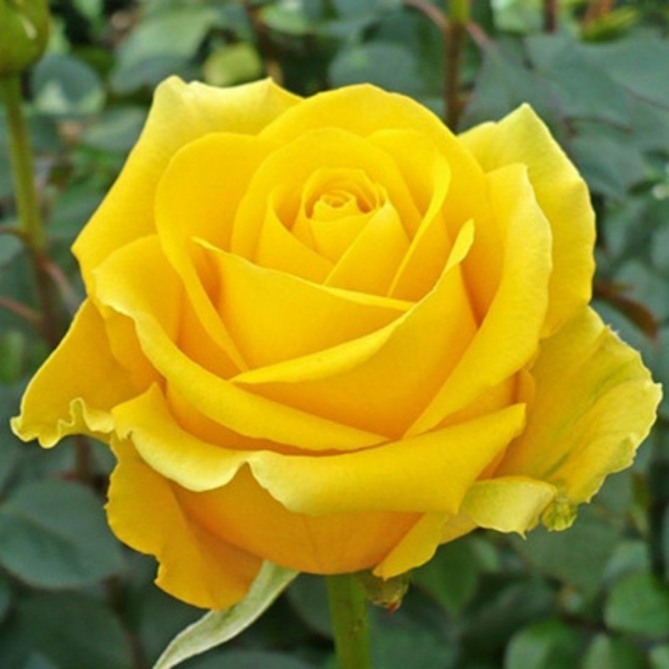 Роза чайно-гибридная Керн
