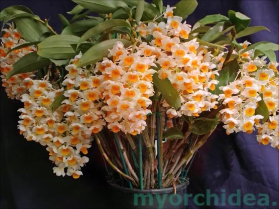 Орхидея Dendrobium