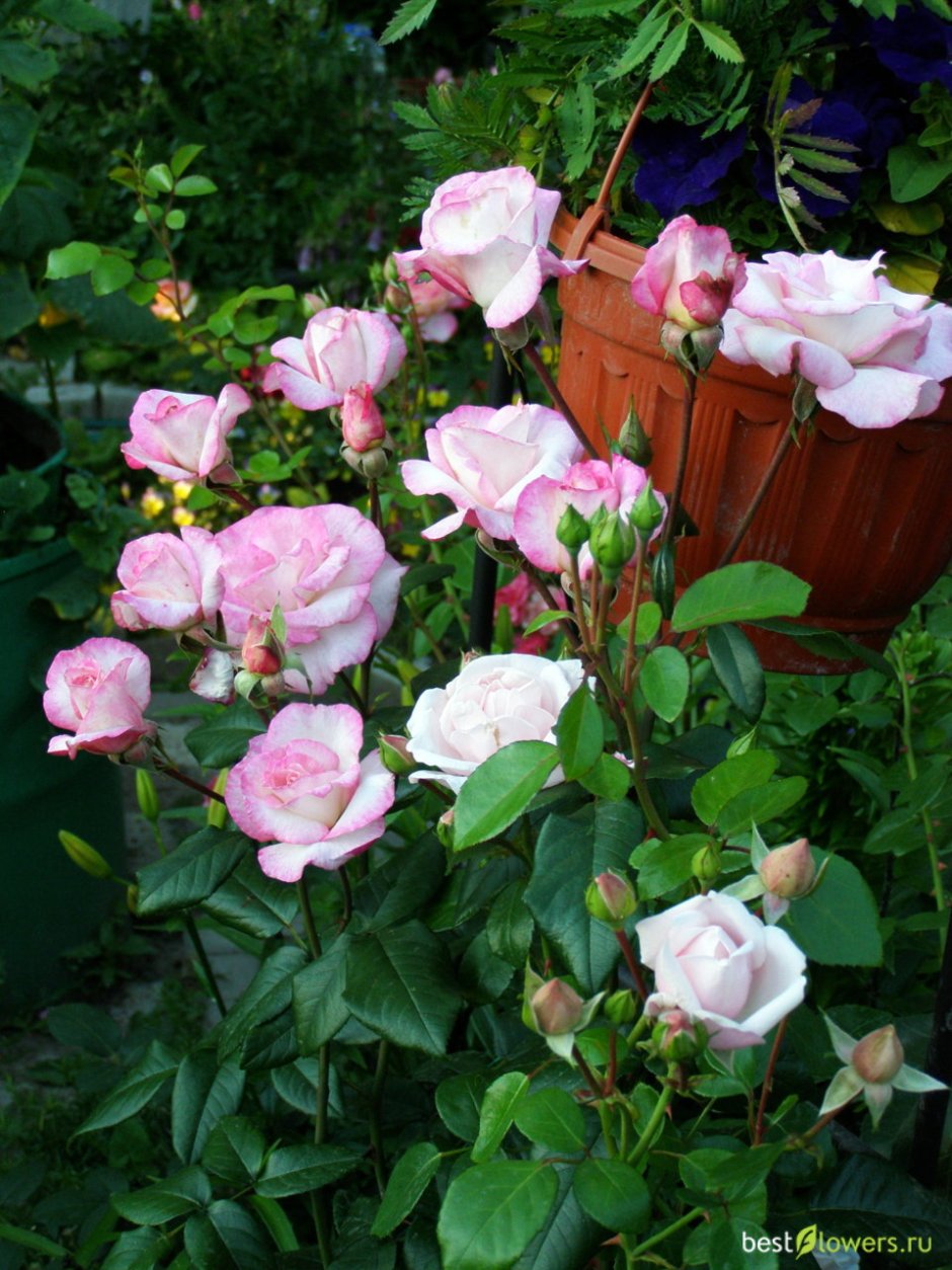 Чайно гибридная роза Хендель