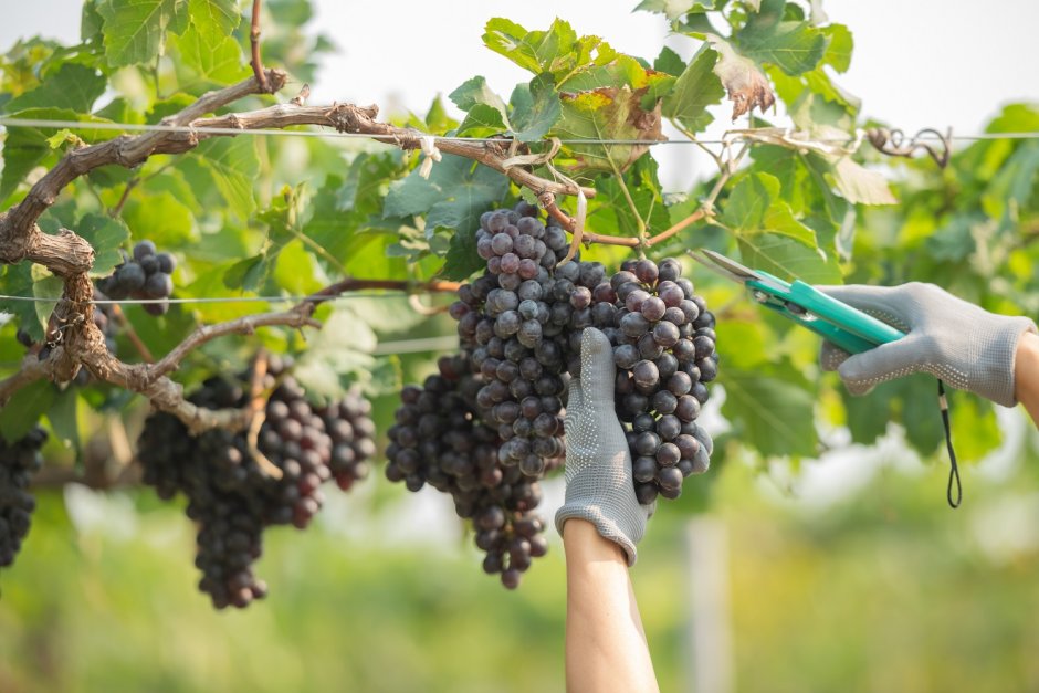 Высокий урожай винограда