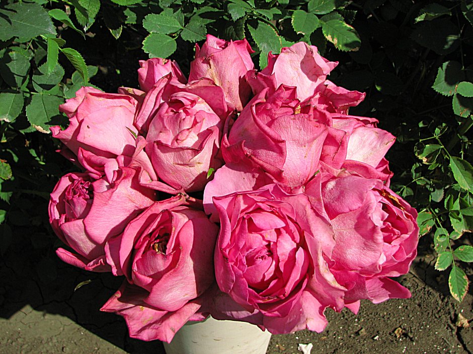 Роза каориказари