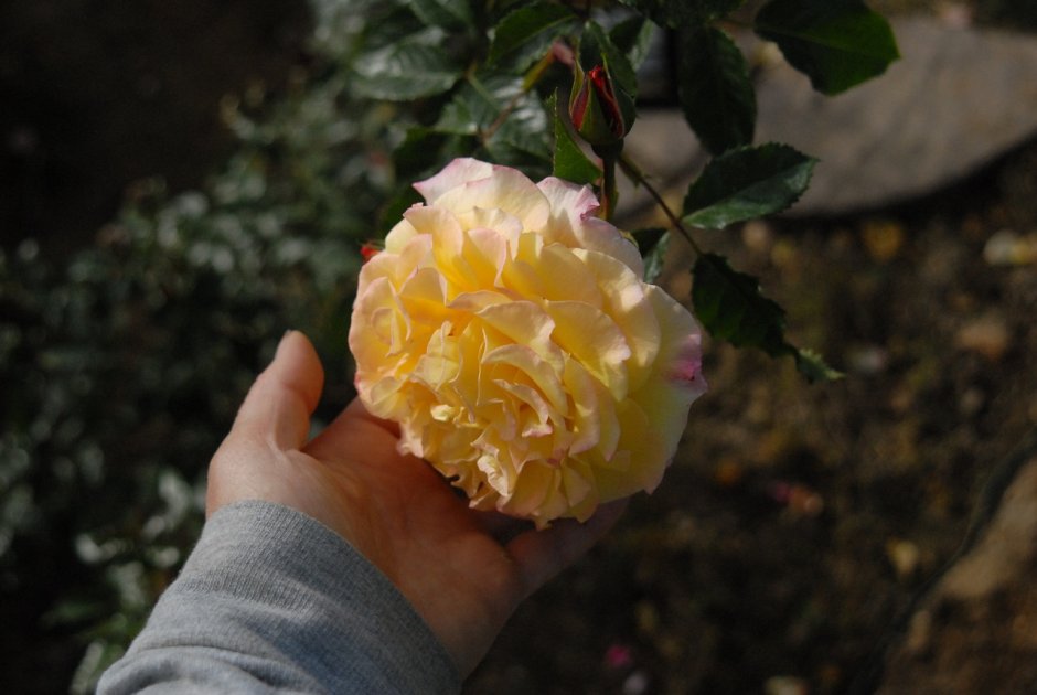 Роза ругельда