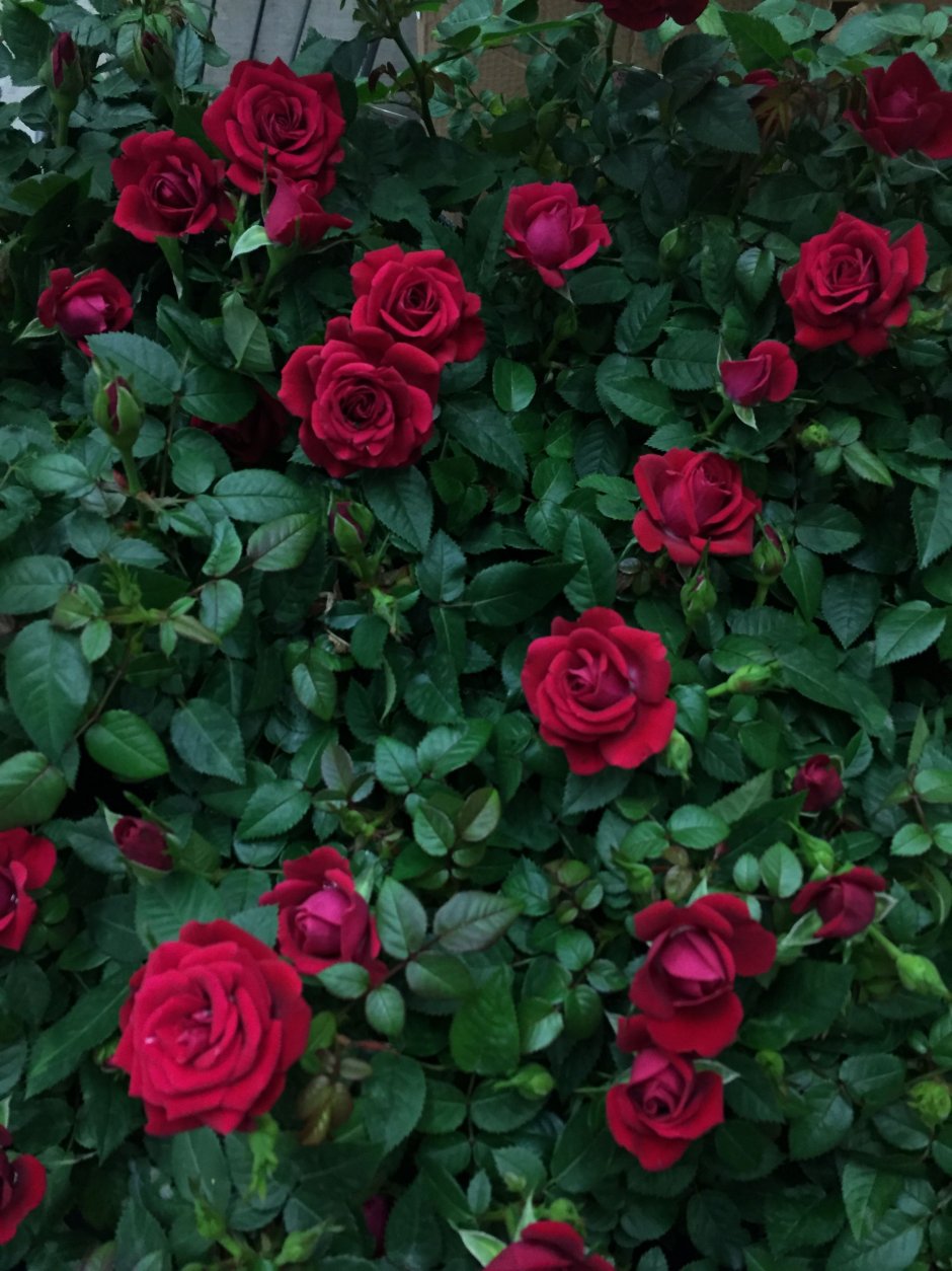 Роза Марвел энциклопедия роз
