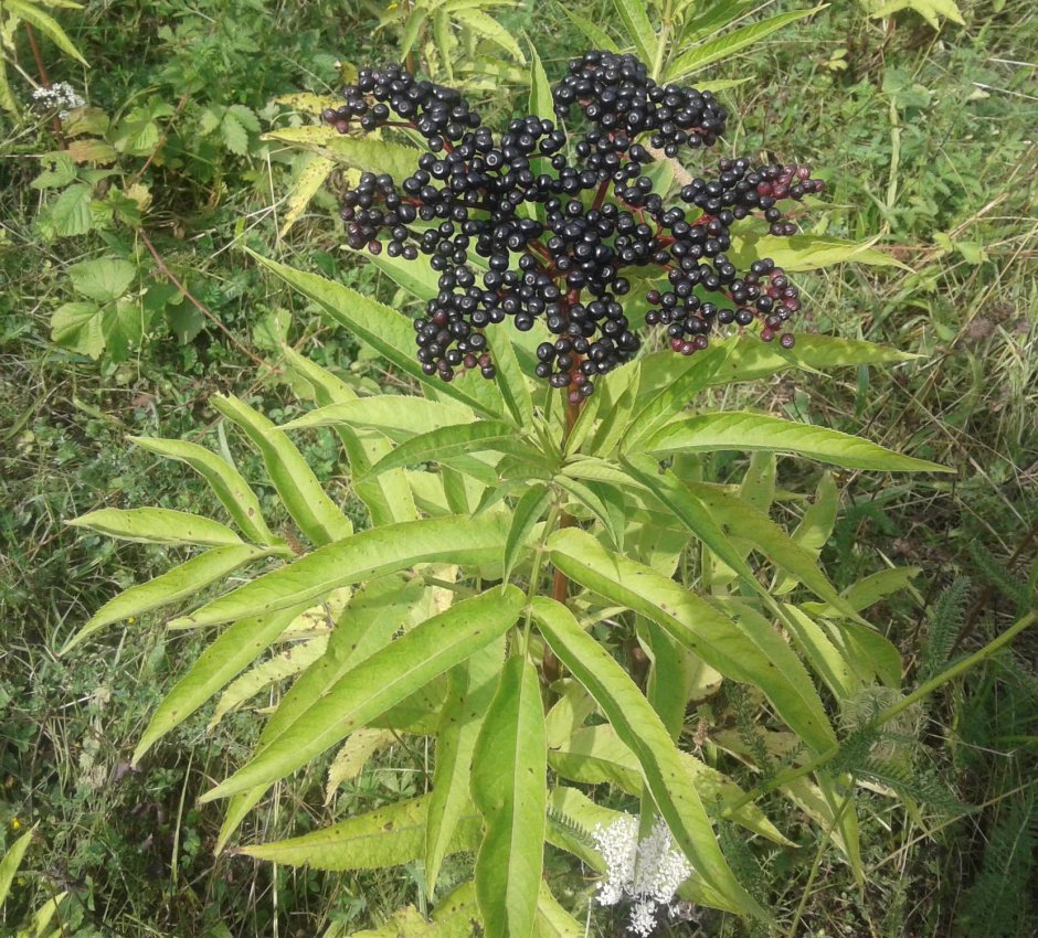 Растение Бузина травянистая (Бузина чёрная)