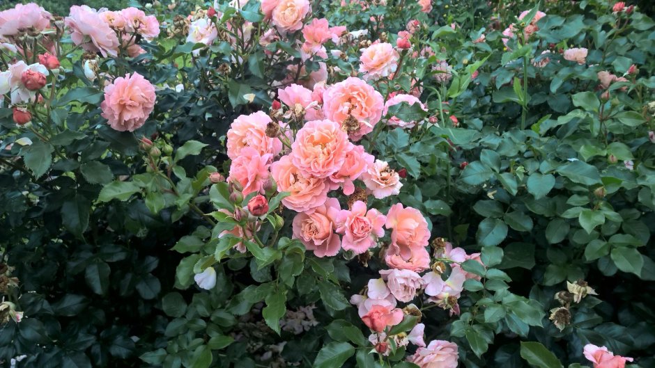 Роза кенсингтон гарден