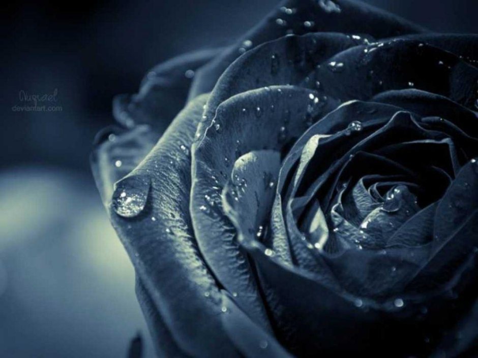Черная роза в росе