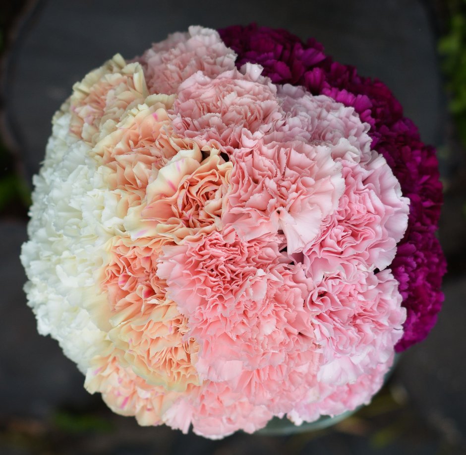 Пион Carnation Bouquet (Корнейшн букет)
