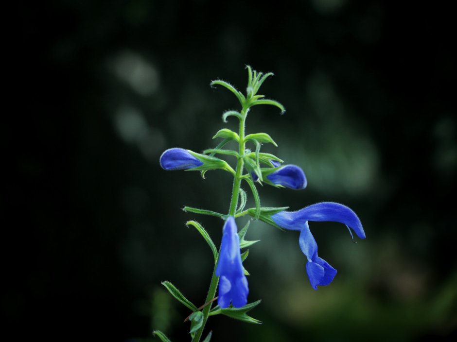 Дикие синие цветы