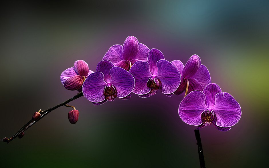 Орхидея Malva
