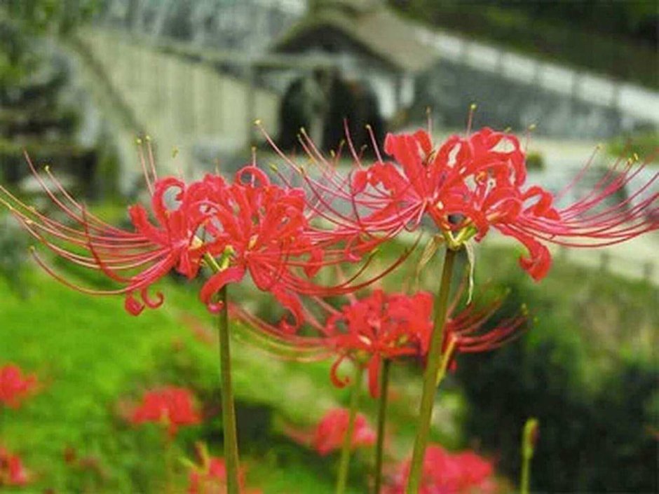 Цветы Паучья Лилия японские