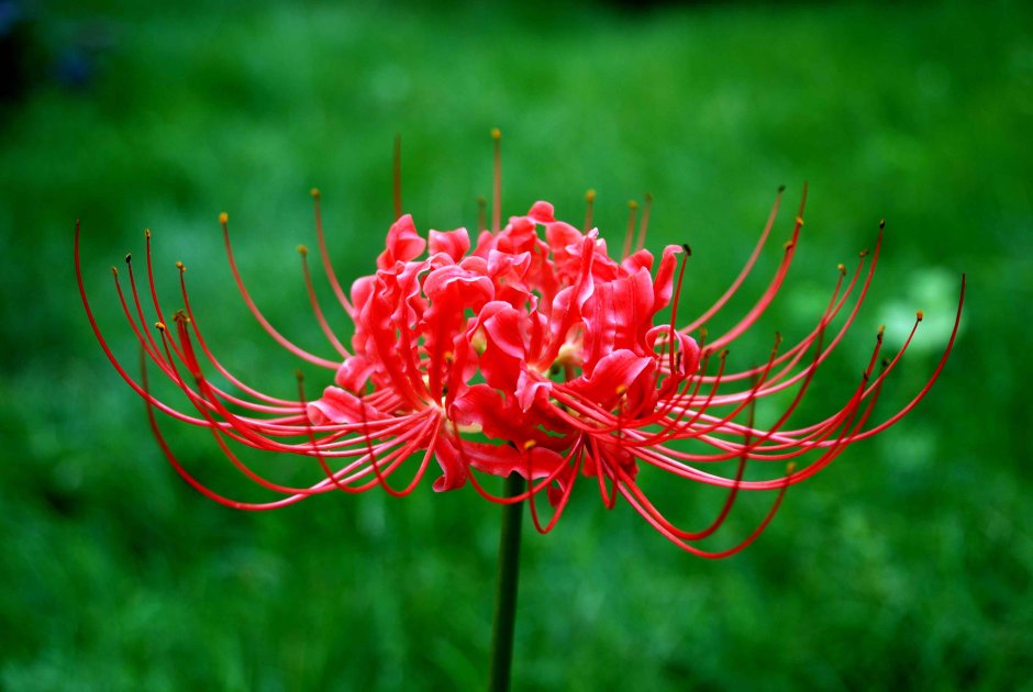 Японский цветок ликорис