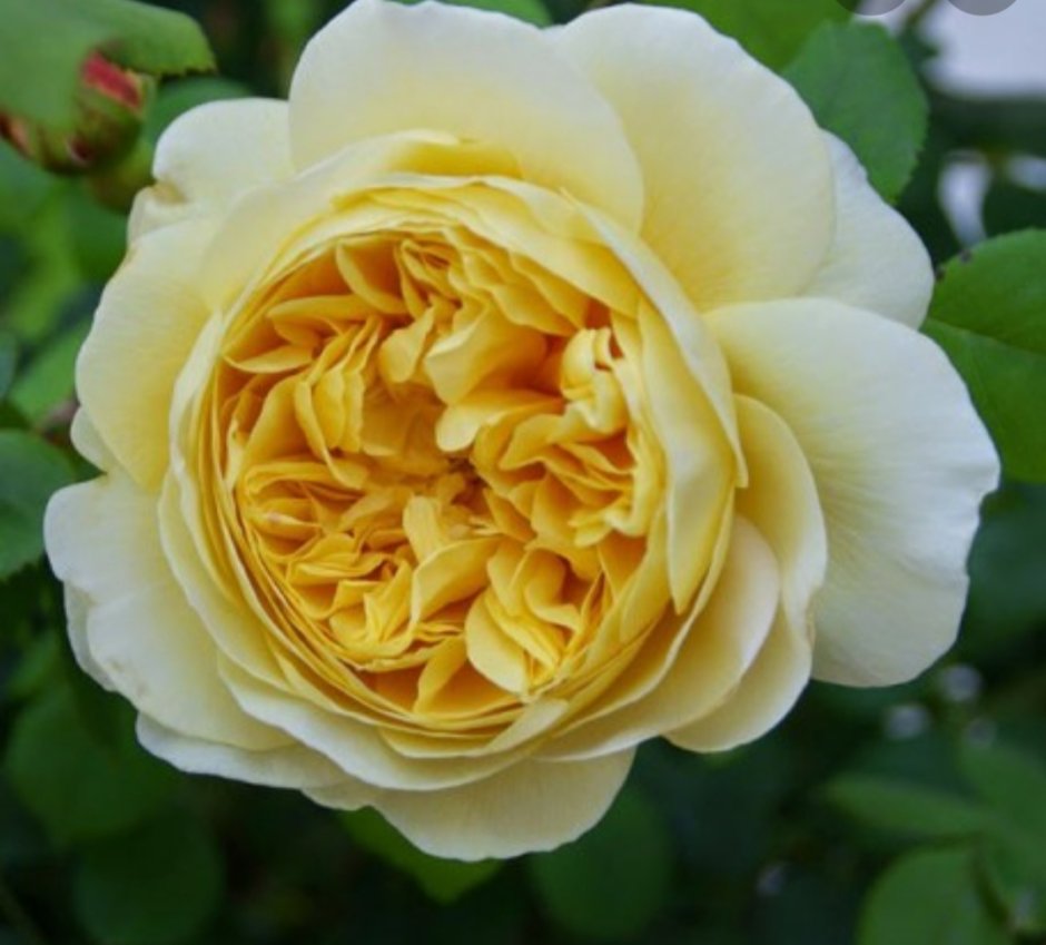 Роза английская желтая "Чарльз Дарвин"