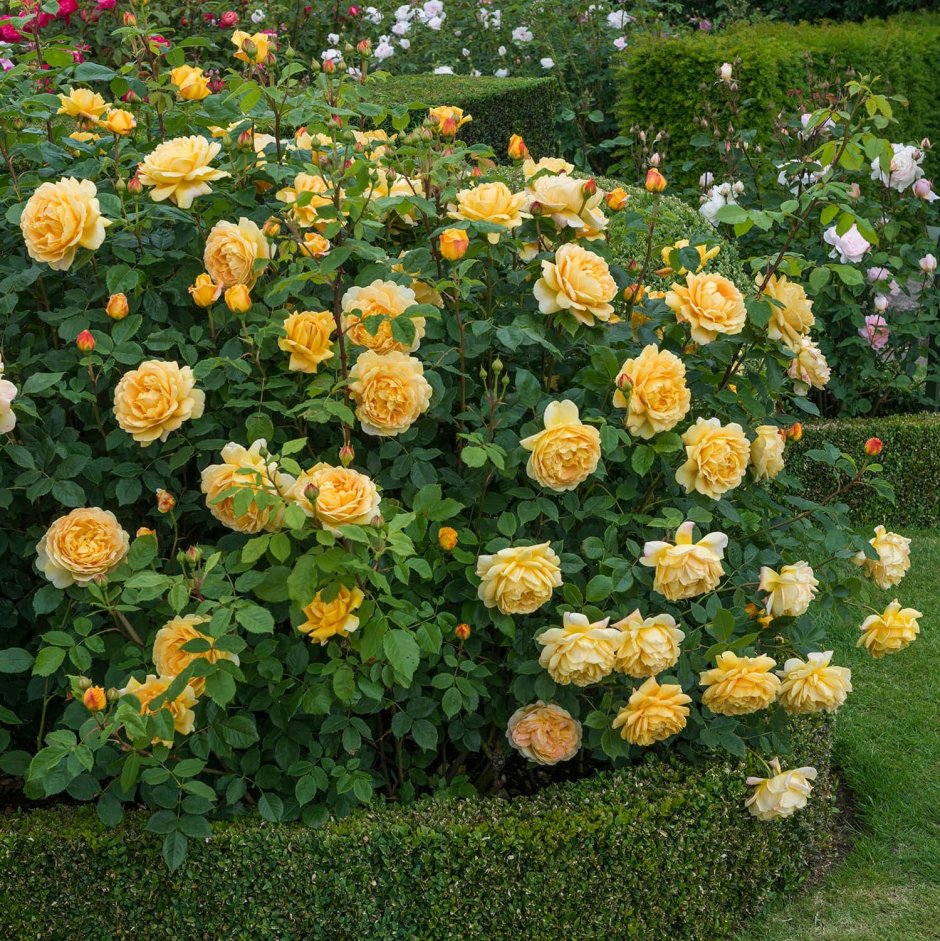 Голден Селебрейшн Golden Celebration роза