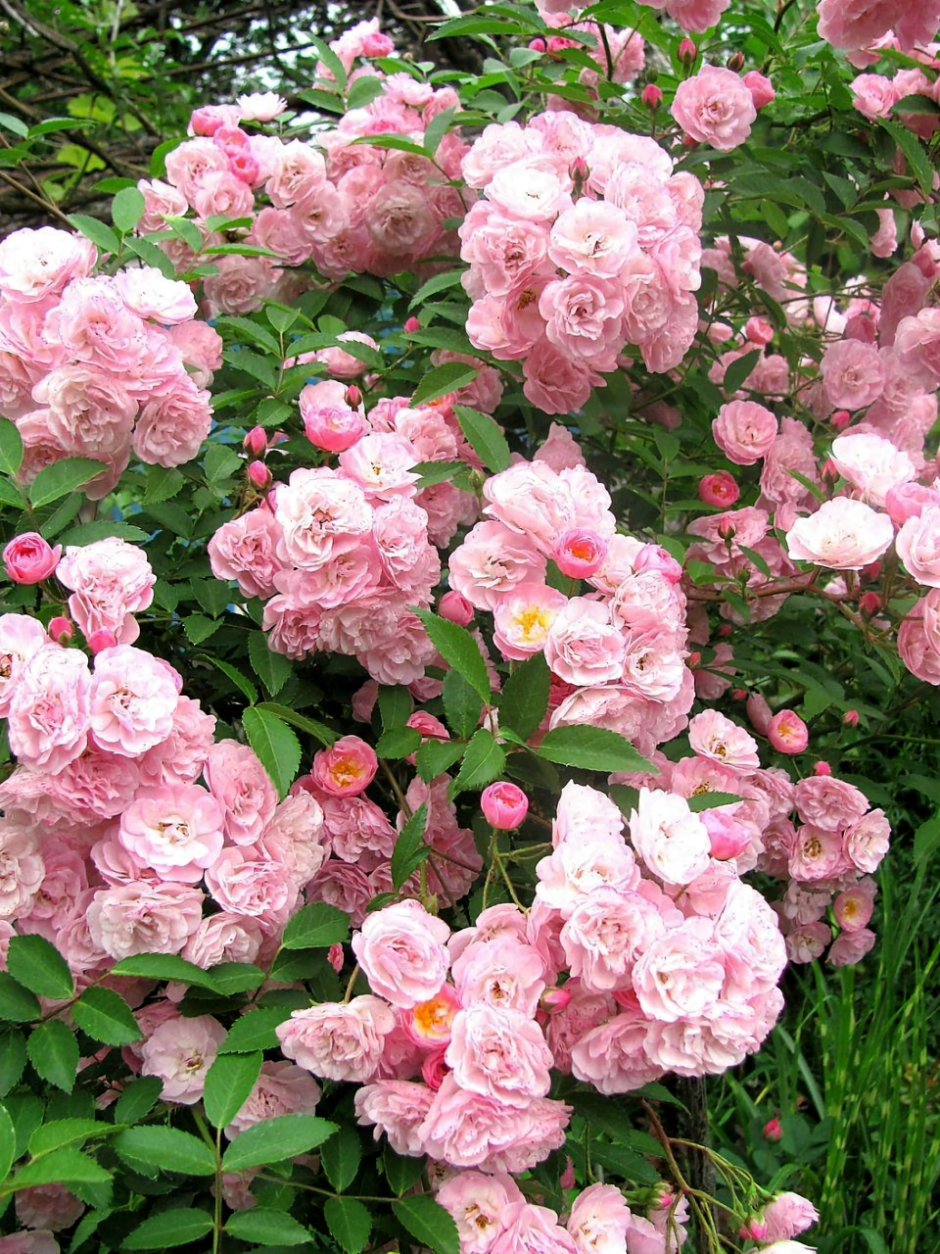 Мускусные розы Heavenly Pink (Хевенли Пинк)